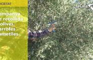 Campanya de recollida d'olives, garrofes i ametlles