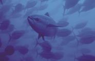 La UE aprova el vet al comerç internacional de la tonyina vermella 