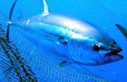 Balfegó arriba a un acord Futuna Blue España per fomentar la reproducció en captivitat de la tonyina roja