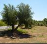 La Cooperativa col·loca trampes als arbres per combatre la mosca de l'oliva - 12/07/2012
