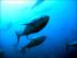 El Grup Balfegó demana un augment de la quota de pesca tenint en compte el bon estat de la tonyina roja