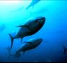 Indignació dels tonyinaires pel veto de la comissària europea de Pesca a l'increment de la quota de captures - 28/11/2013