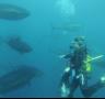 Bussejar entre tonyines roges amb ampolla d'oxigen ja és possible a l'Ametlla de Mar - 23/08/2013