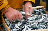 Nou mínim de captures de peix blau en un sector en crisi