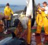 La patronal pesquera espanyola reclama que es puguin pescar fins a 30.000 tones de tonyines l'any vinent - 14/11/2016