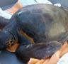 Pescadors del municipi salven una tortuga babaua atrapada a la sàrsia - 26/02/2016