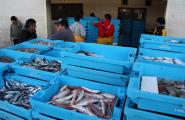 L'«arràs» torna a la mar pescant més peix però a un preu més barat