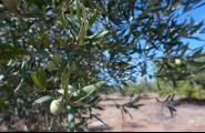 Les darreres pluges de la passada tardor salven la campanya de l'oliva a la població