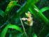 Descobreixen fruit de la posidònia en les praderies de cala Llobeta en el tercer repte científic de Plàncton