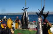 El repartiment de les quotes de tonyina roja torna a ser motiu de debat a l'Estat