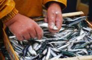 Els pescadors de l'encerclament noten millora en la mida i el preu de la sardina i el seitó