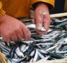 Els pescadors de l'encerclament noten millora en la mida i el preu de la sardina i el seitó - 21/08/2017