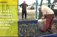 La manca de pluges provocarà una caiguda del 75% en la collita d'olives