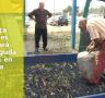 La manca de pluges provocarà una caiguda del 75% en la collita d'olives - 03/11/2011