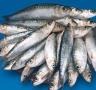 Les confraries de l'Ametlla de Mar, Cambrils i Tarragona encarreguen estudis sobre el peix blau - 23/11/2012