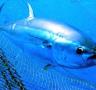 Balfegó arriba a un acord Futuna Blue España per fomentar la reproducció en captivitat de la tonyina roja - 28/06/2012