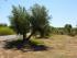 La Cooperativa col·loca trampes als arbres per combatre la mosca de l'oliva