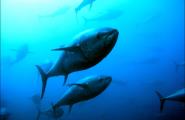 Indignació dels tonyinaires pel veto de la comissària europea de Pesca a l'increment de la quota de captures