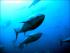 Indignació dels tonyinaires pel veto de la comissària europea de Pesca a l'increment de la quota de captures