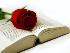 Sant JoLes roses i llibres protagonistes a la Cala per Sant Jordi