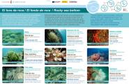 L'Ametlla de Mar dóna a conèixer la fauna i la posidònia de les cales amb panells subaquàtics