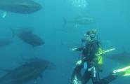 Bussejar entre tonyines roges amb ampolla d'oxigen ja és possible a l'Ametlla de Mar