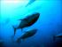 El Grup Balfegó considera inacceptable que PEW qüestioni la recuperació de la tonyina roja