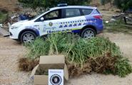 La Policia Local decomissa 138 kg de marihuana en una finca rústica