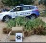 La Policia Local decomissa 138 kg de marihuana en una finca rústica - 19/10/2015