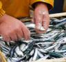Nou mínim de captures de peix blau en un sector en crisi - 04/11/2016