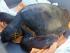 Pescadors del municipi salven una tortuga babaua atrapada a la sàrsia
