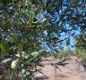 Les darreres pluges de la passada tardor salven la campanya de l'oliva a la població - 12/01/2017