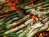 Club de gastronomia - Els calçots