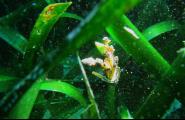 Descobreixen fruit de la posidònia en les praderies de cala Llobeta en el tercer repte científic de Plàncton