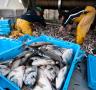 El sector pesquer es queixa davant la intenció de demanar el retorn dels ajuts de la UE si els inspectors detecten infraccions - 17/03/2017