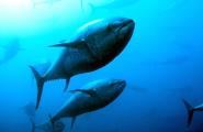 Les confraries tarragonines demanen poder pescar tonyina roja i denuncien l'existència d'un monopoli