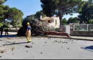 La branca d'un pi de grans dimensions cau al passeig del Port de Calafat